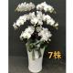7株蘭花盆景-金山、三芝、石門(白)
