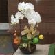 3株桌上型靈前蘭花-白色(殯儀館內及會館)