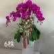 六株蘭花盆栽(粉)