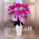 六株蘭花盆景(粉)