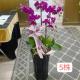 5株蘭花(粉)