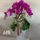 6株蘭花(粉)