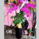 五株蘭花(粉)