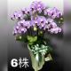 6株蘭花(買斷瓷盆)
