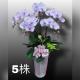 5株蘭花(買斷瓷盆)