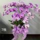 7株蘭花(粉)