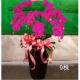 9株蘭花(粉/紅)