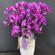 11株蘭花盆景-台北,新北(粉)