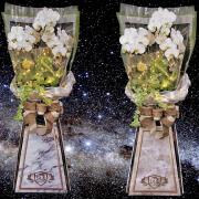 出租璀燦星空走道蘭花(3對以上出貨限殯儀...