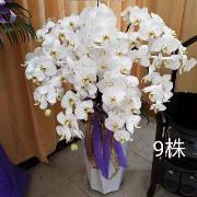 9株蘭花盆景-基隆桃園(白)