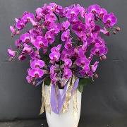 11株蘭花盆景-基隆桃園(粉)