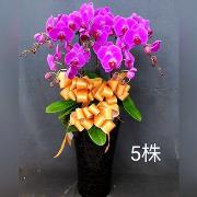 5株蘭花盆景-金山、三芝、石門(紅或粉)