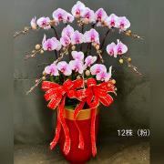 12株蘭花盆景-台北,新北(粉)
