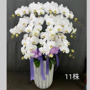 11株蘭花盆景-台北,新北(白)