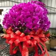 200cm帝王蘭花盆景-基隆桃園(粉)單盆