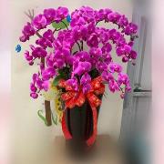 13株蘭花盆景-台北,新北(粉)