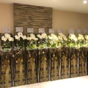 出租璀燦星空走道蘭花(5對以上出貨台北市...