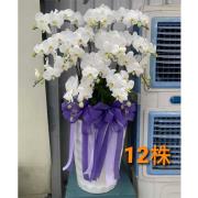 12株蘭花盆景-台北,新北(白)