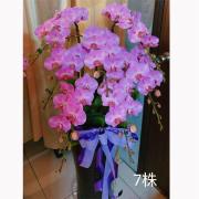 7株蘭花盆景-金山、三芝、石門(粉或紅)