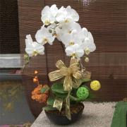 3株桌上型靈前蘭花-白色(殯儀館內及會館...