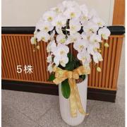 5株蘭花盆景-金山、三芝、石門(白)