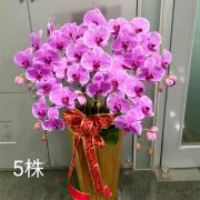 5株蘭花盆景-金山、三芝、石門(粉或紅)
