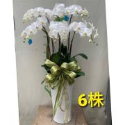 6株蘭花盆景-台北,新北(白)