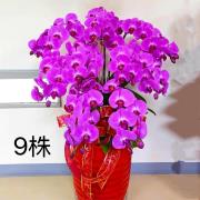 9株蘭花盆景-北台北,新北(粉)