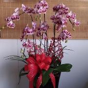 蘭花(喜)蘭花7株-B12(南投)