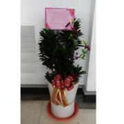 阿波羅盆栽-F2(南投)