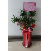 百合竹盆栽-F6(南投)