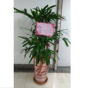 棕梠竹-F7(南投)