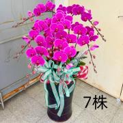 蘭花落地型7株(喪)