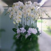 10株高盆蘭花(白)