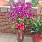 8株蘭花盆景(粉)