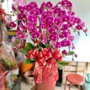 10株蘭花盆景(粉)