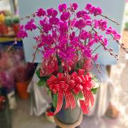 15株蘭花盆景(粉)