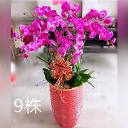9株高盆蘭花(粉)