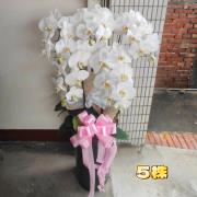 5株高盆蘭花(白)