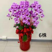 6株蘭花盆景(粉)
