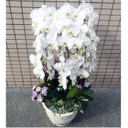 一盆9株(買斷)