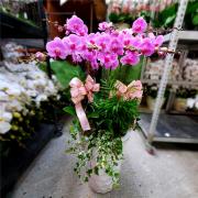 7株蘭花(粉)