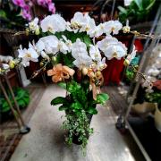 7株蘭花(白) (萬里,瑞芳,貢寮)