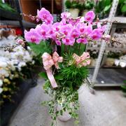 9株蘭花(粉) (金山,雙溪,平溪)