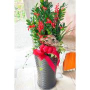 金錢樹盆景(有裝飾小品)