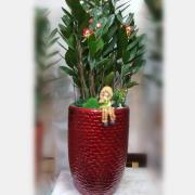 大型落地金錢樹