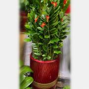 大型落地金錢樹