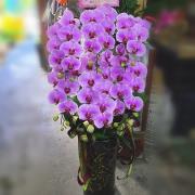 6株高雅蘭花(粉色)