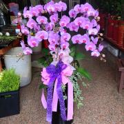 九株高盆蘭花(粉)(後龍、苗栗、頭屋、南...