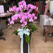 六株高盆蘭花(粉)(後龍、苗栗、頭屋、南...